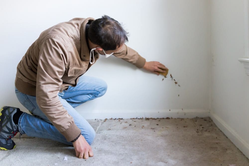 How to Detect Mold in Your Home Before It Becomes a Major Problem